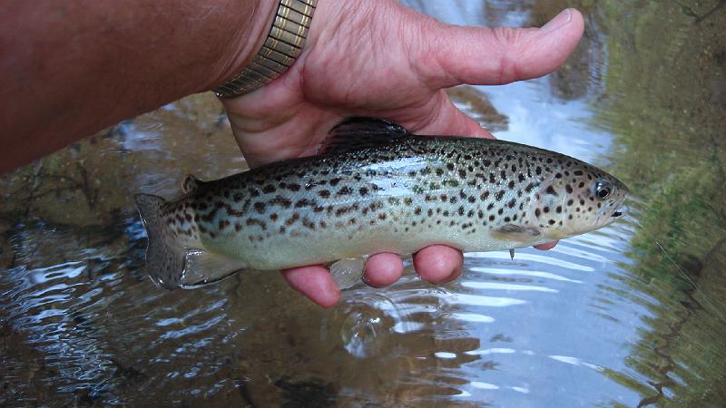 Still another stocked fish.JPG